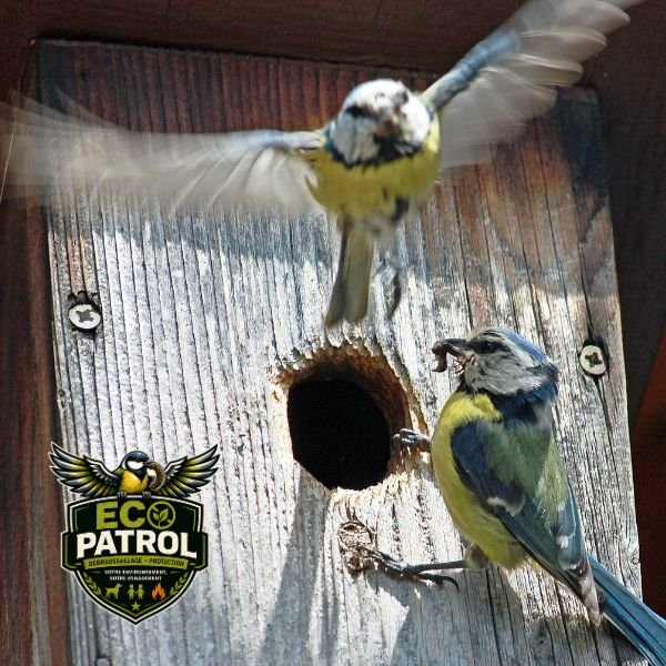 Mésange participant à la régulation des chenilles processionnaires