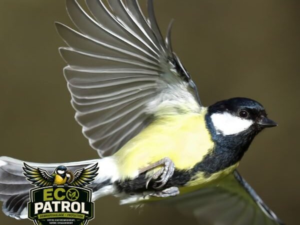 Protégez Votre Environnement avec Eco-Patrol : Services de Débroussaillage et de Protection